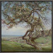Bloeiende appelboom, Voerstreek
