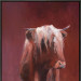 Schotse Hooglander rood
