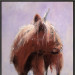 Schotse Hooglander wit
