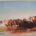 Schapen