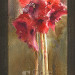 Amaryllis