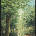 Boslandschap