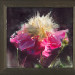 Paeonia 'Bowl of beauty'