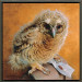 Tawny owl chick