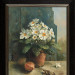 Primula