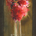 Amaryllis