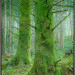 Het Mossenbos