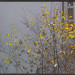 Herfst - huismussen