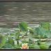Zwarte stern en waterlelies