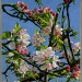 Appelbloesem op Ewsum