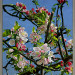 Appelbloesem op Ewsum
