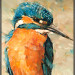 IJsvogel