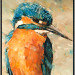 IJsvogel