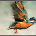 IJsvogel II