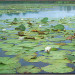 Het Stille Water