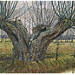 Giclée zonder lijst