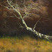 Giclée zonder lijst