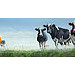 Giclée zonder lijst