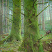 Giclée zonder lijst