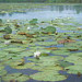Giclée zonder lijst