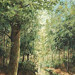 Giclée zonder lijst